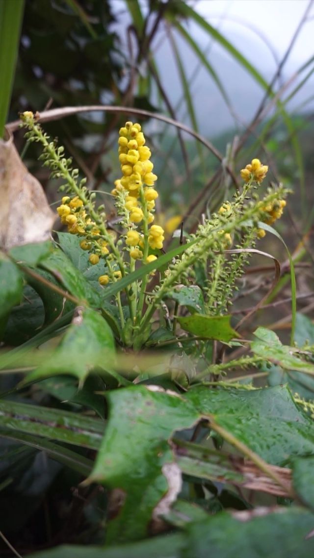 刺黄莲,很苦!非常苦.