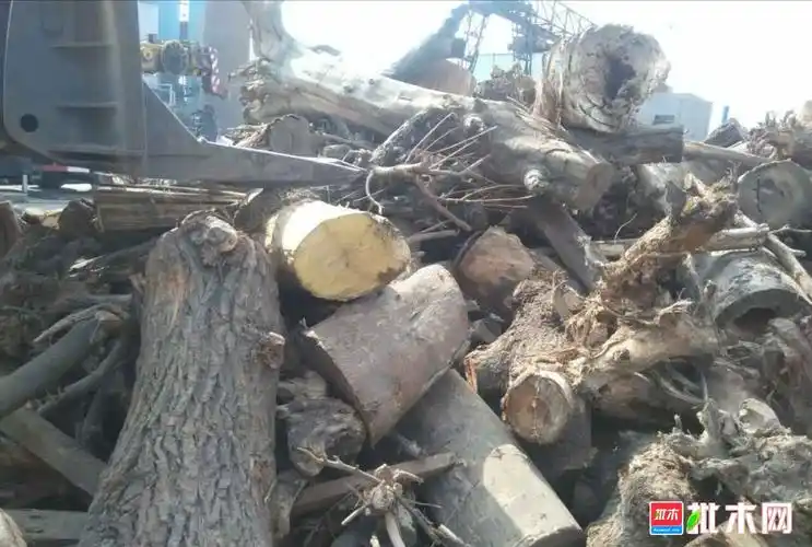 河南地区长期收购树枝