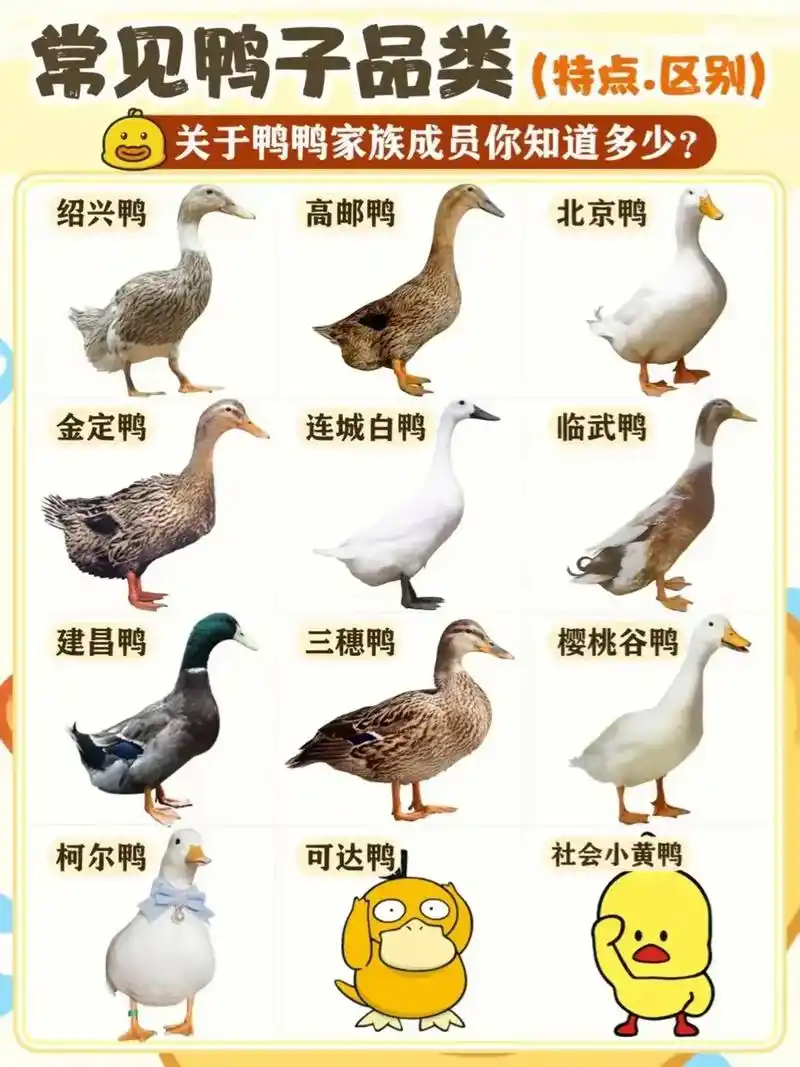 看图识鸭! - 二月春 - 抖音