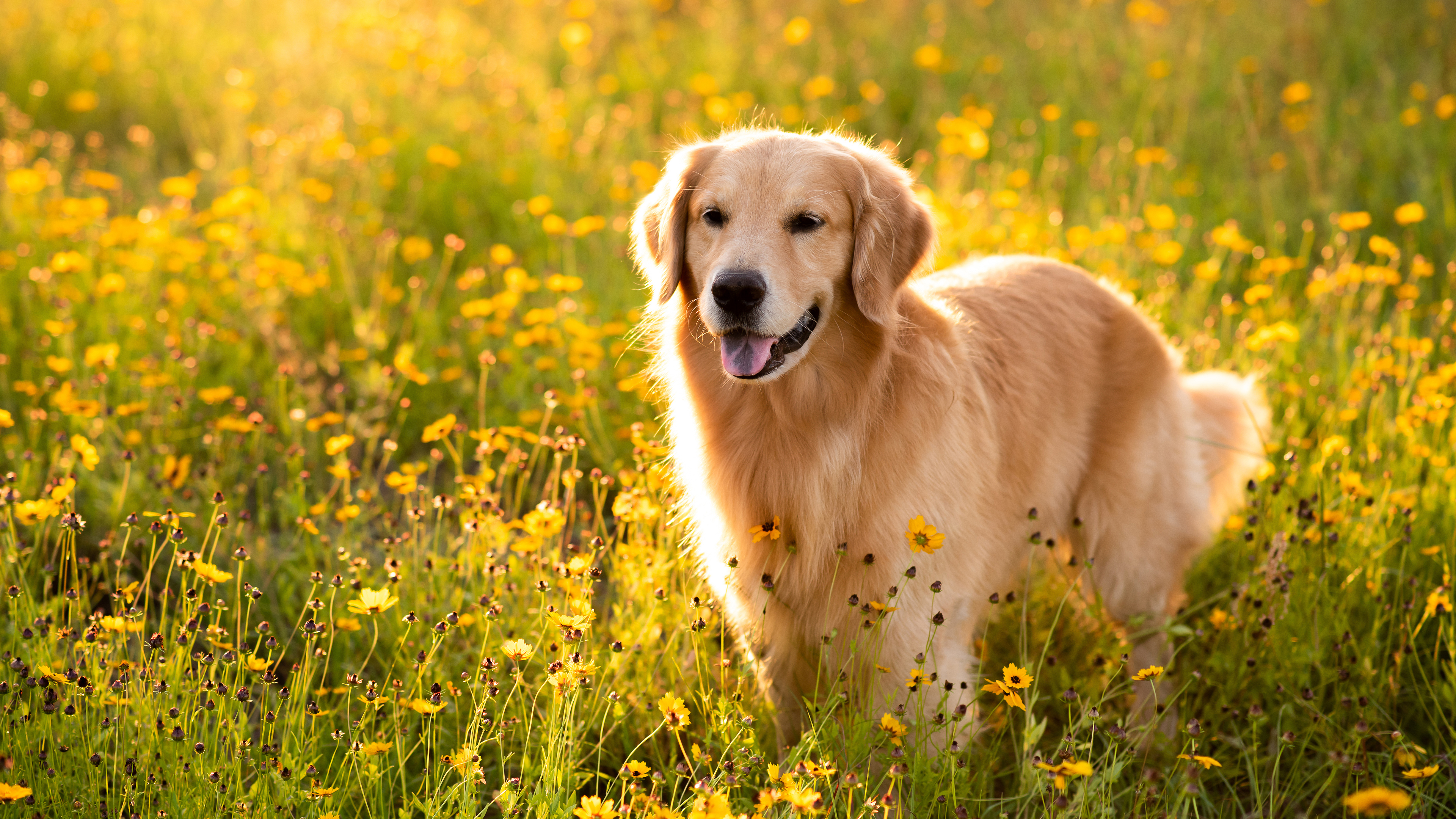 【金毛能有多暖心】(动物静态壁纸) - 静态壁纸下载 - 元气壁纸