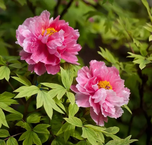 "牡丹名贵品种撷拾图集".