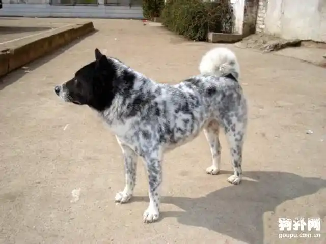 黑白花斑中华田园犬帅到没狗友