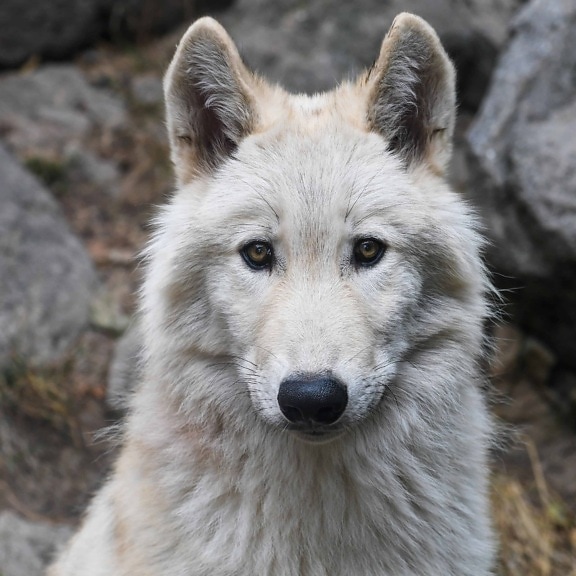 白狼, 单色, 头, 动物, 白色, 自然, 捕食者, 食肉动物