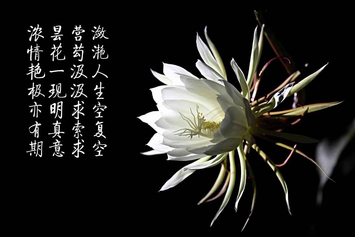 原创昙花一现中的昙花是什么花