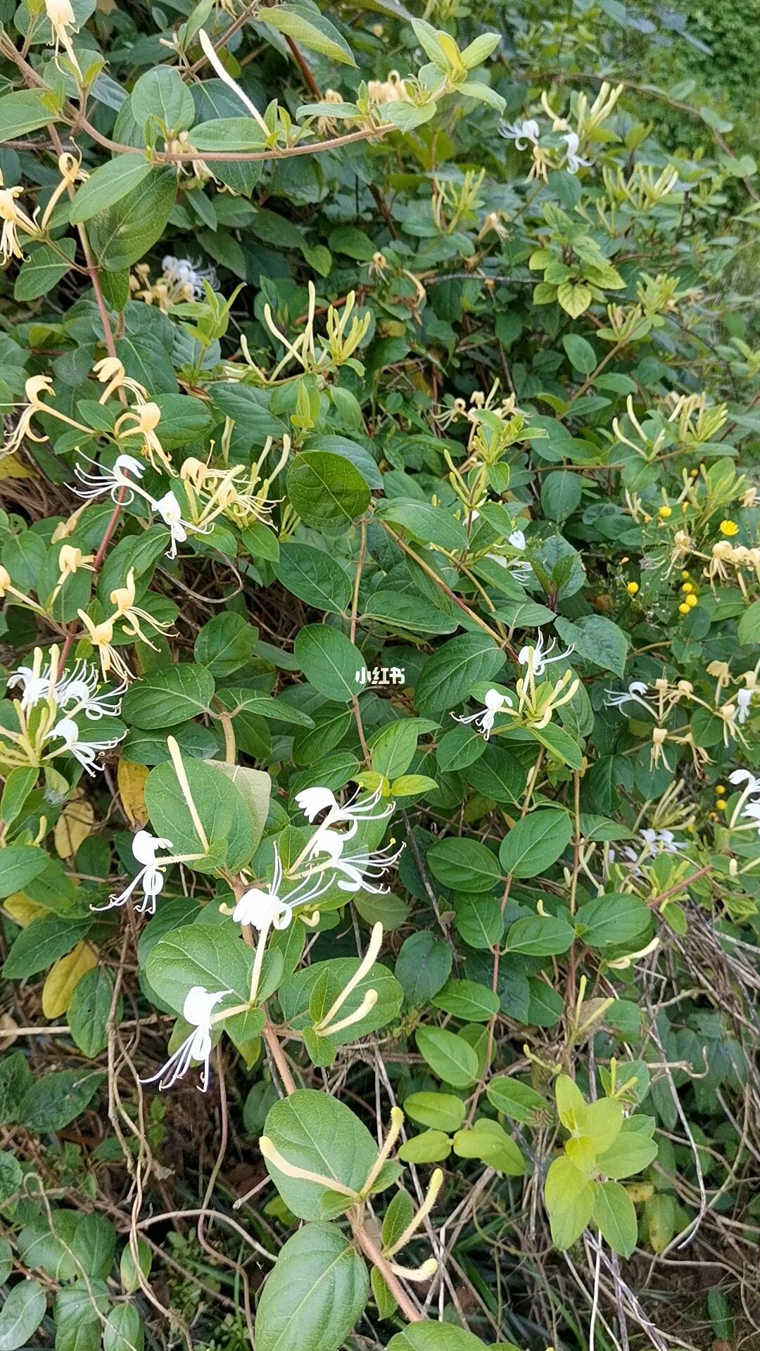 偶遇一丛野生金银花