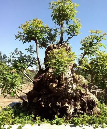 荆棵盆景李春晓