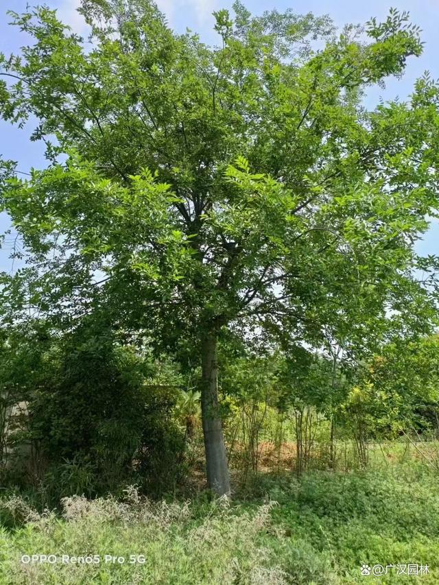 朴树是常绿还是落叶?