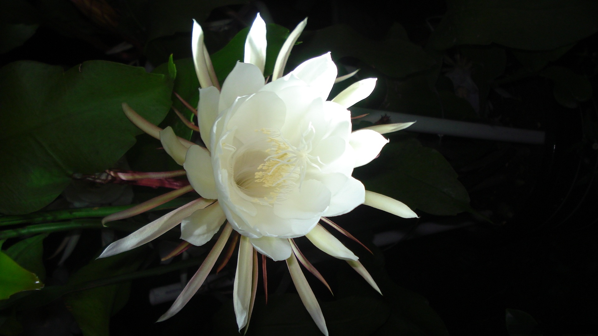 唯美昙花一现,高清图片,电脑桌面-壁纸族