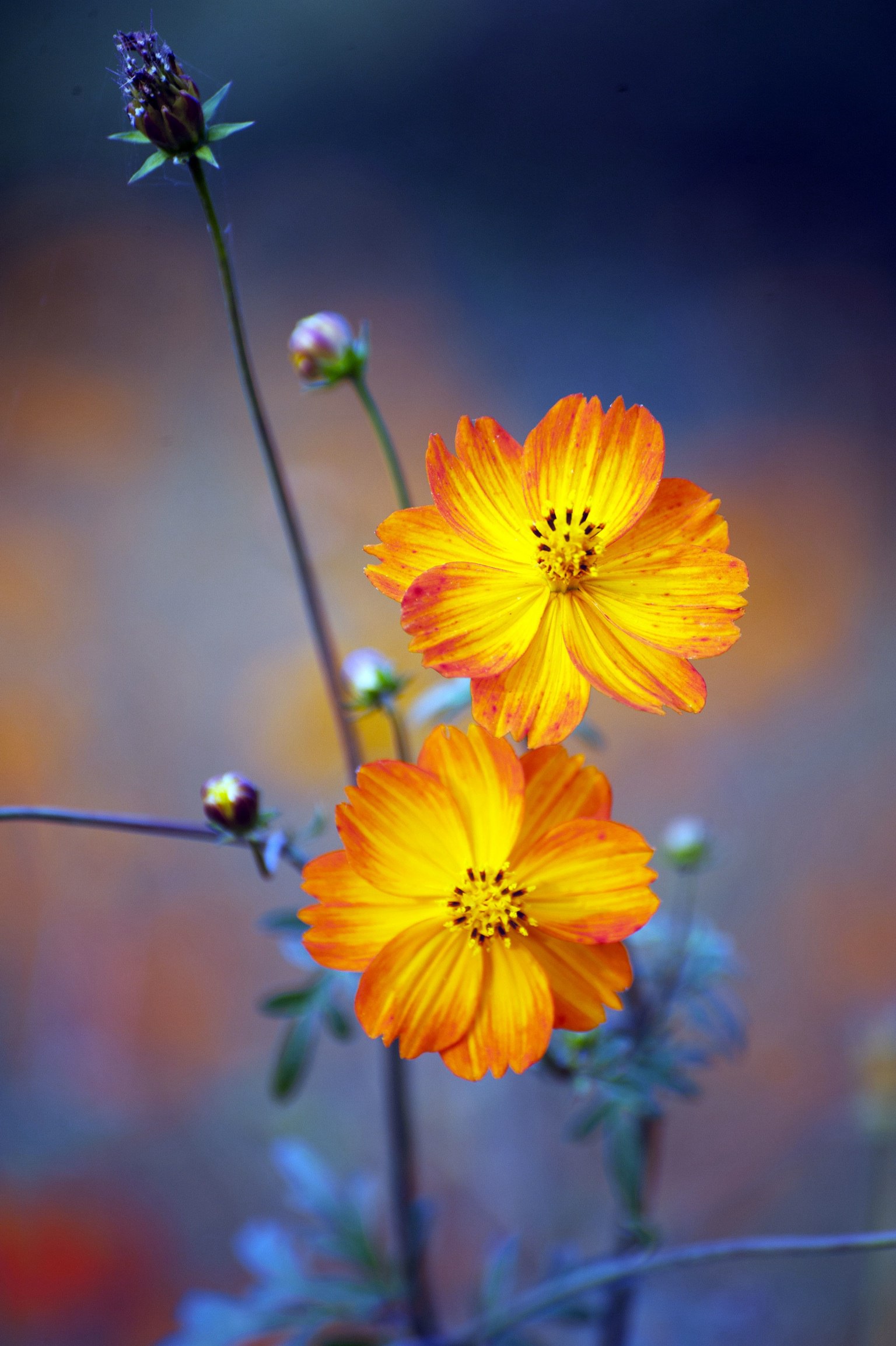 黄金菊(黄金菊的花语和寓意) - 植物百科