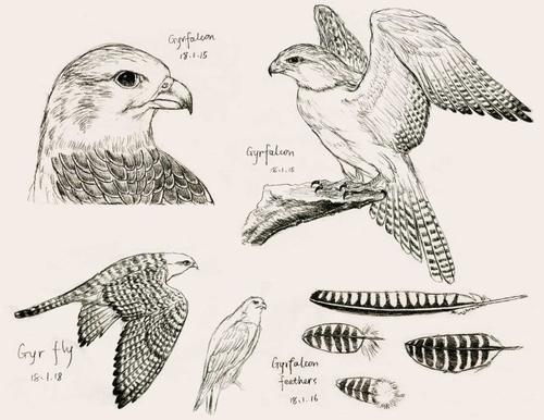 白鹰怎么画简笔画简笔画展翅的老鹰儿童老鹰简笔画图片雄鹰展翅图片简