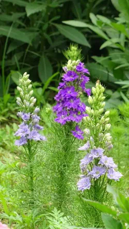 大花飞燕草 - 美篇