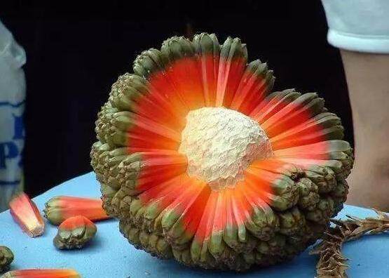 100个人中99个人都没见过的水果,你要吃过两种就算我输!