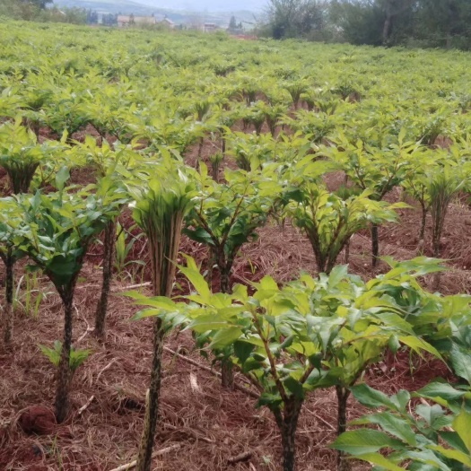 魔芋种子 黑杆花魔芋一代种子,二代种子.