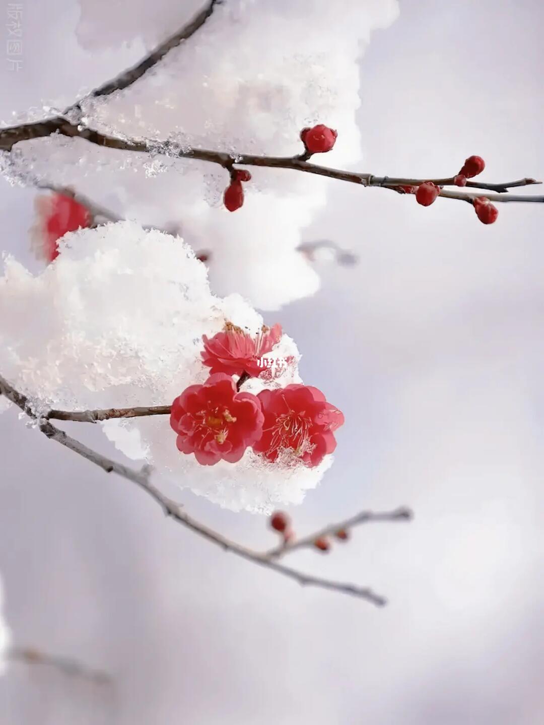 一剪寒梅傲立雪中