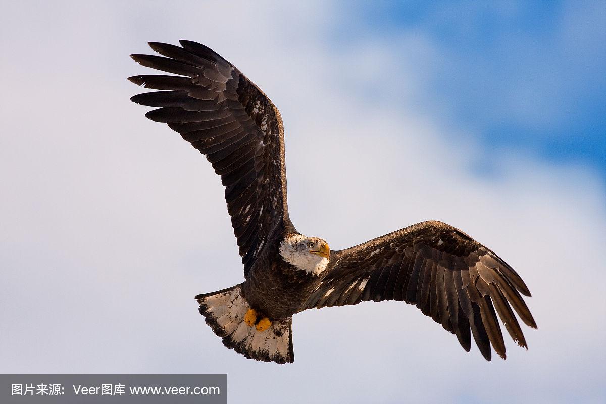 翱翔的雄鹰