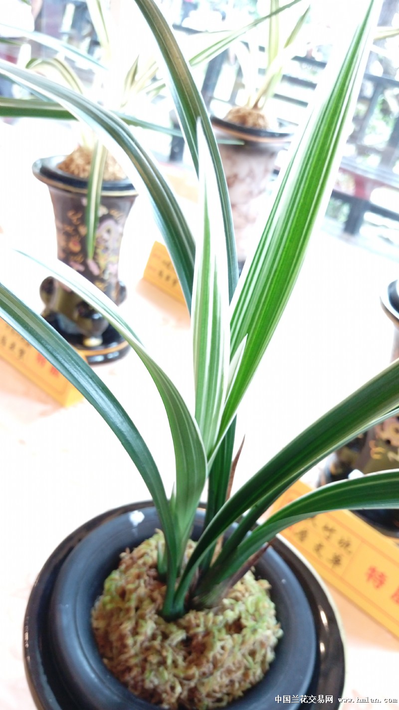 2016台湾国兰联合协会精品展(阔叶)-叶艺篇-中国兰花交易网社区