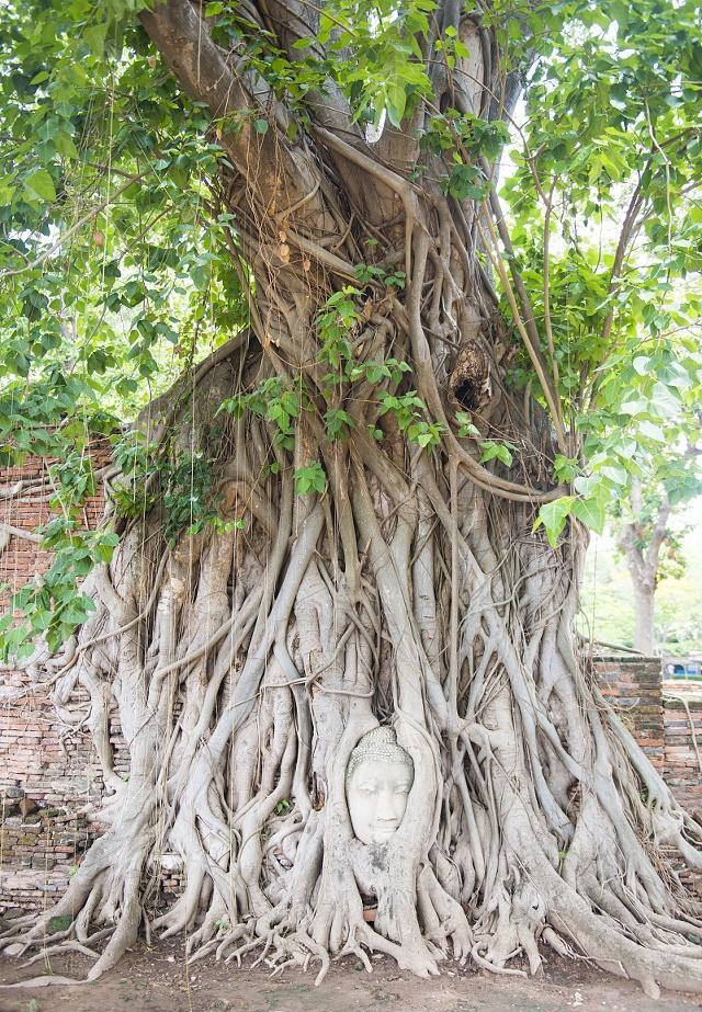 农村庭院的大树根如何彻底清除?教你一招,非常管用