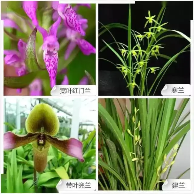 全球最牛最经典的兰花类品种与花色大全