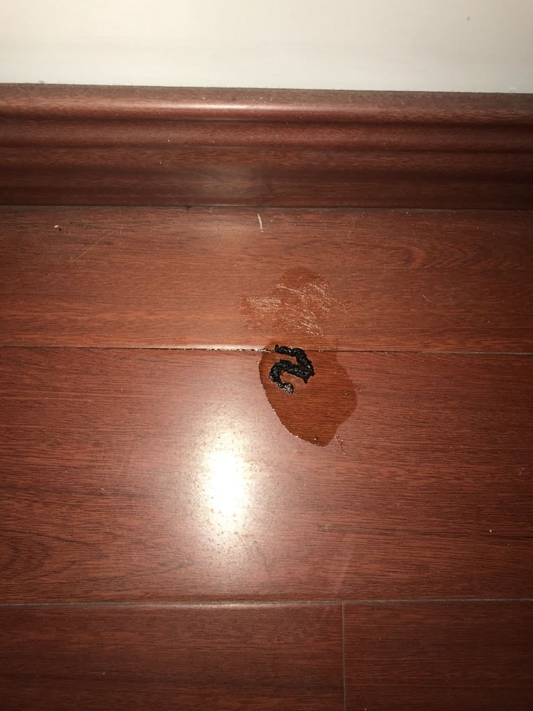 家里突然出现动物屎,连续两天同一个地方