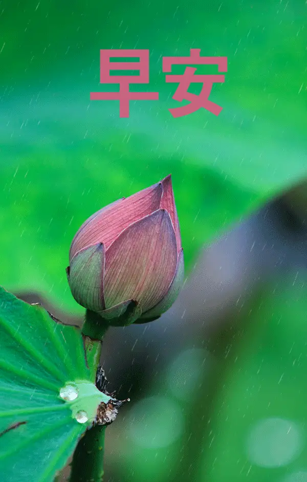 7张夏天唯美早上好图片动态的带鲜花 微信朋友圈早安问候温馨短信