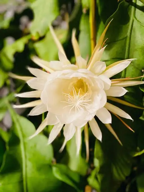 又是昙花胜放时