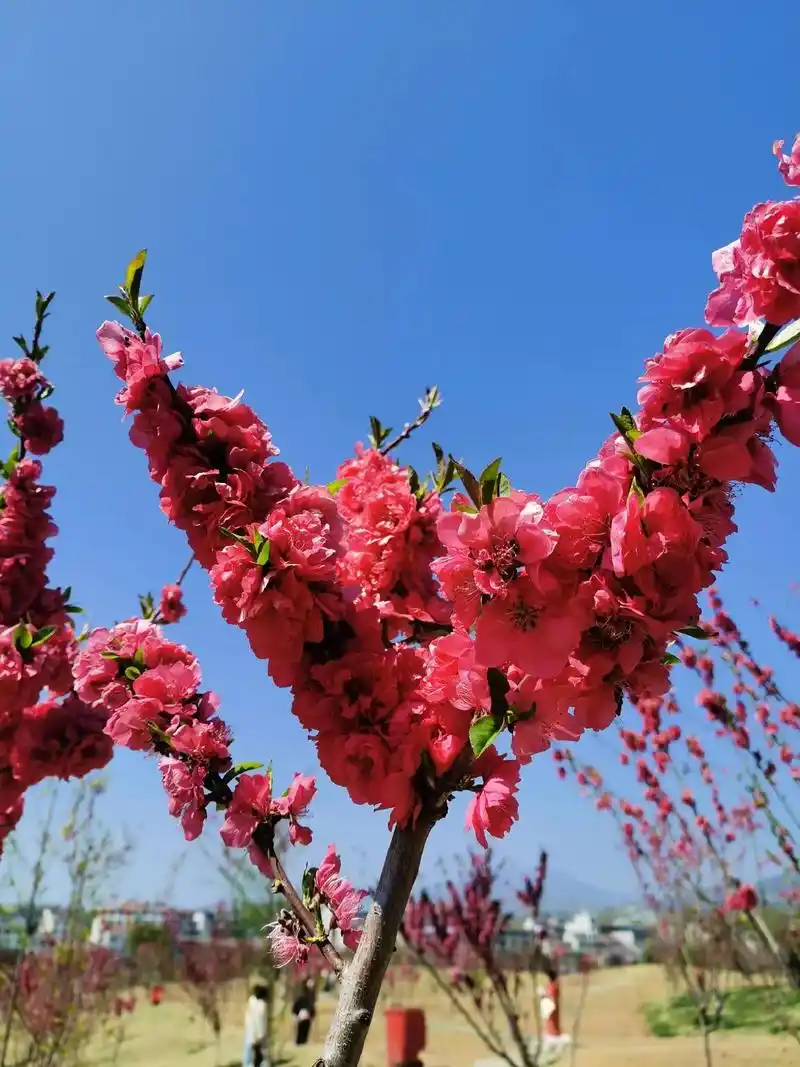 最美三月桃花开 !名不 - 抖音