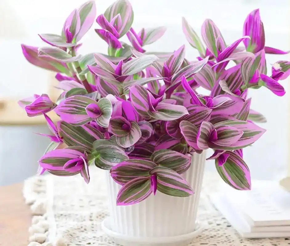 油画吊兰的养护分享#花卉绿植 #爱生活爱养花 @dou 小助 - 抖音