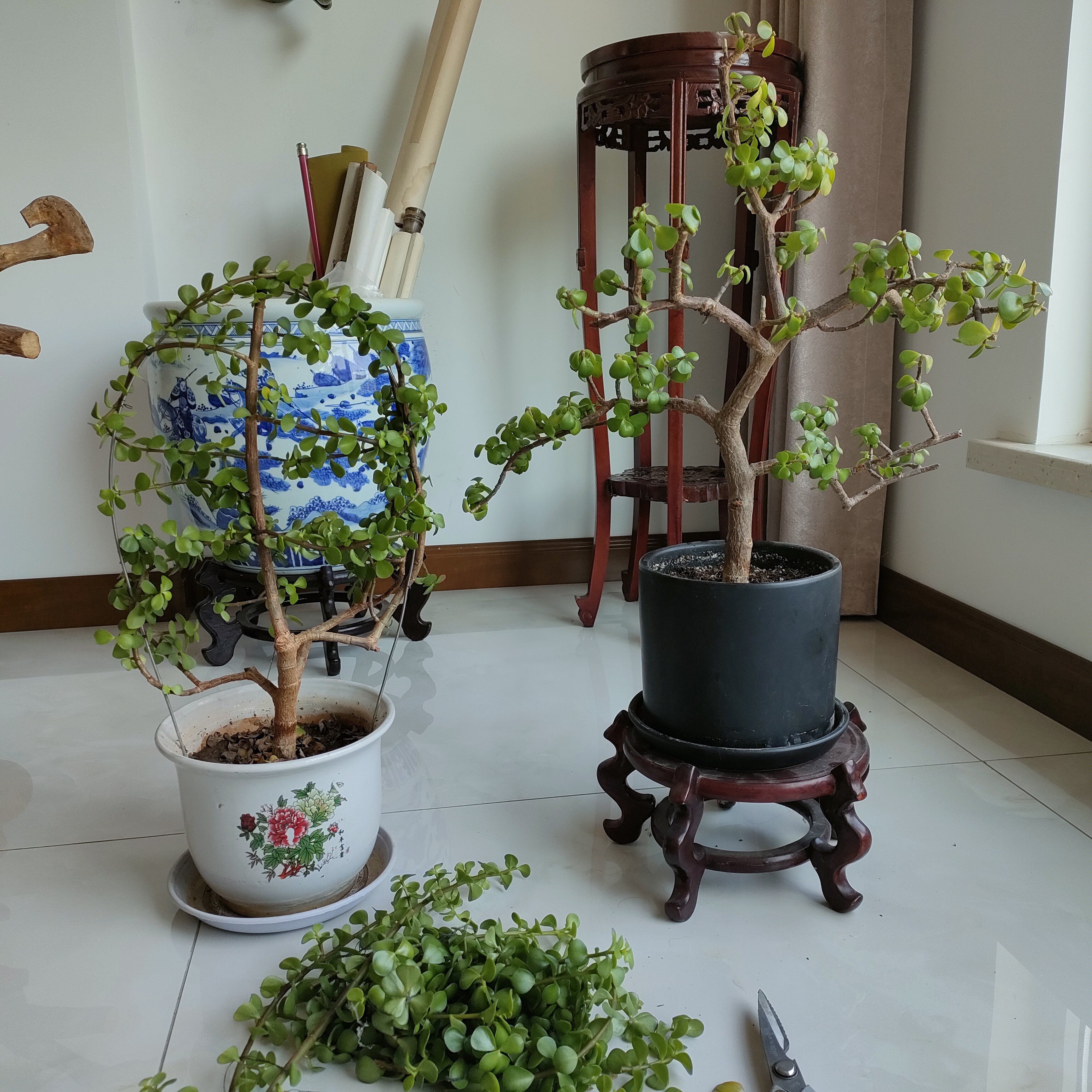 今天终于动手了,把疯长了半年多的两盆金枝玉叶花给修剪了.