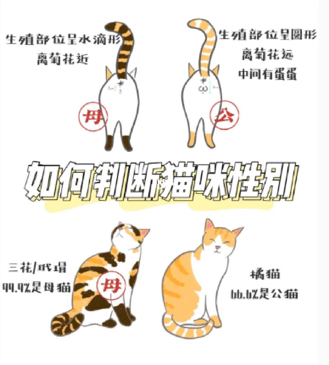 说白了还是缺乏常识才会上当受骗,教你如何快速判断猫咪性别,再也不会