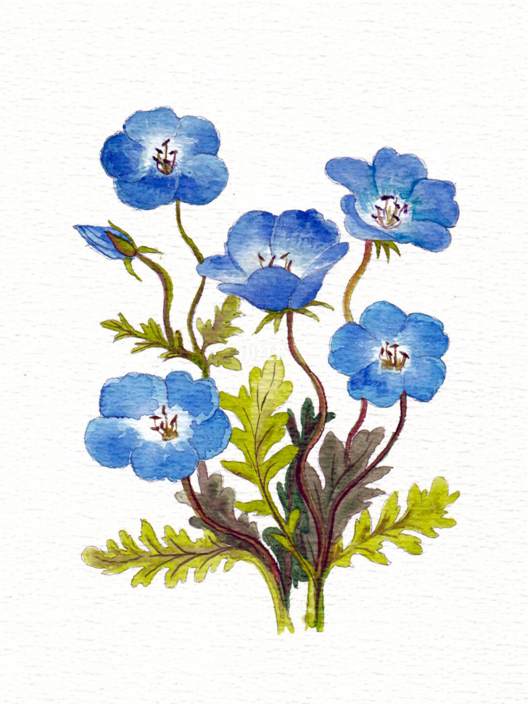 小葵手绘水彩花卉植物系列