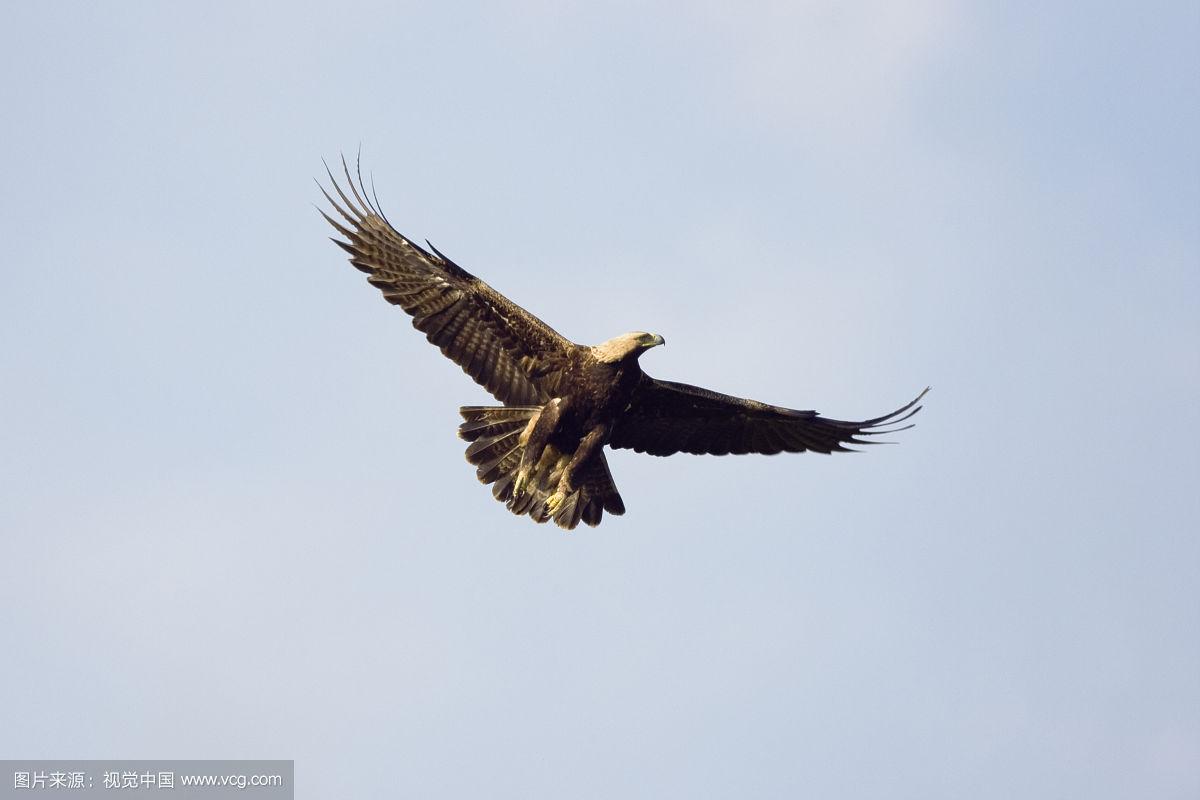 2008年6月,欧洲东斯洛伐克,飞行中的东方帝王鹰(aquila heliaca)