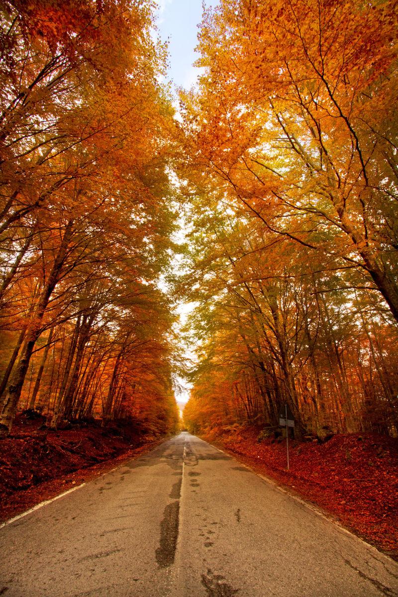 罗马尼亚首都毛榉林秋色自然风景