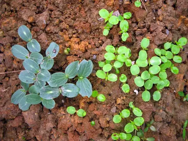 天竺葵种子价格怎么样天竺葵种子怎么种植