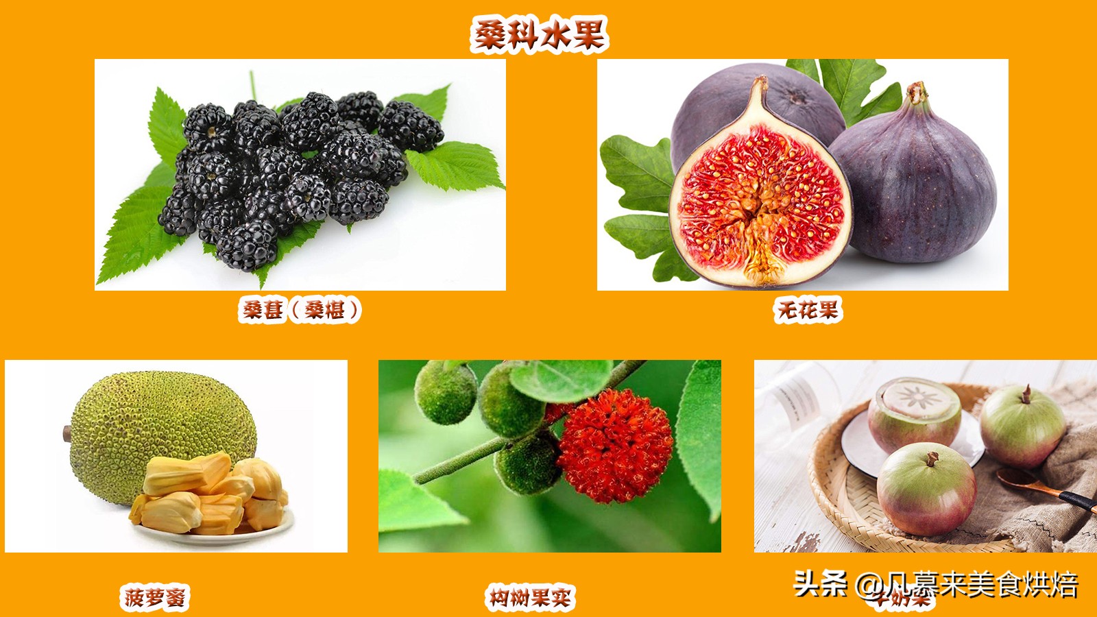 水果名称大全500种(各种水果名称及图片大全)