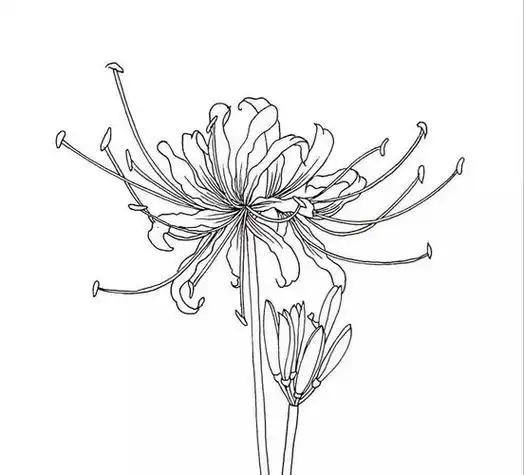 素描画简单好看易画花 素描画简单好看易画