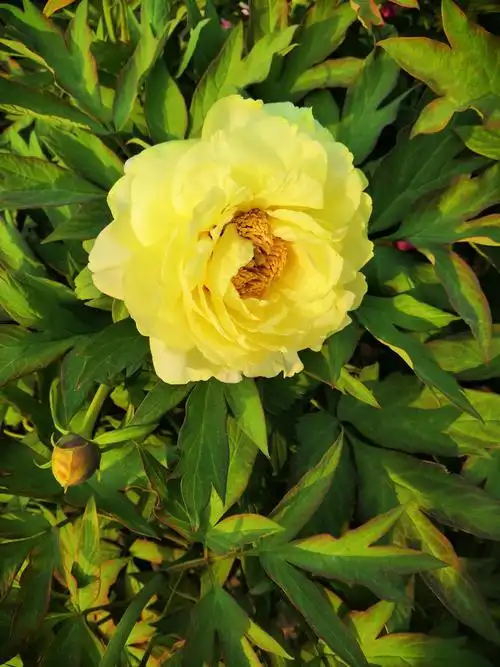 牡丹名贵品种"御衣黄"又名"御袍黄".