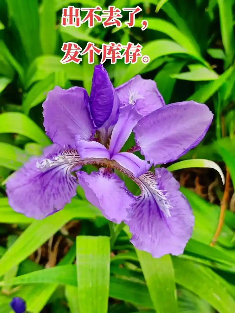 鸢尾属(拉丁学名:iris l.)是单子叶植物纲,鸢 - 抖音