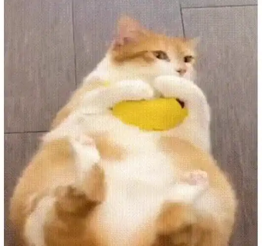 已找到胖橘猫蹬腿表情包出处已识图未果