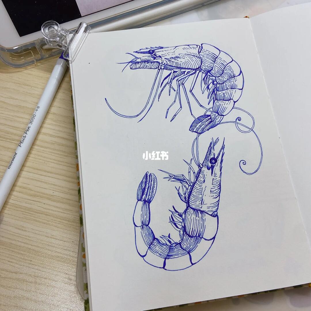 钢笔画虾08一对虾简单易上手