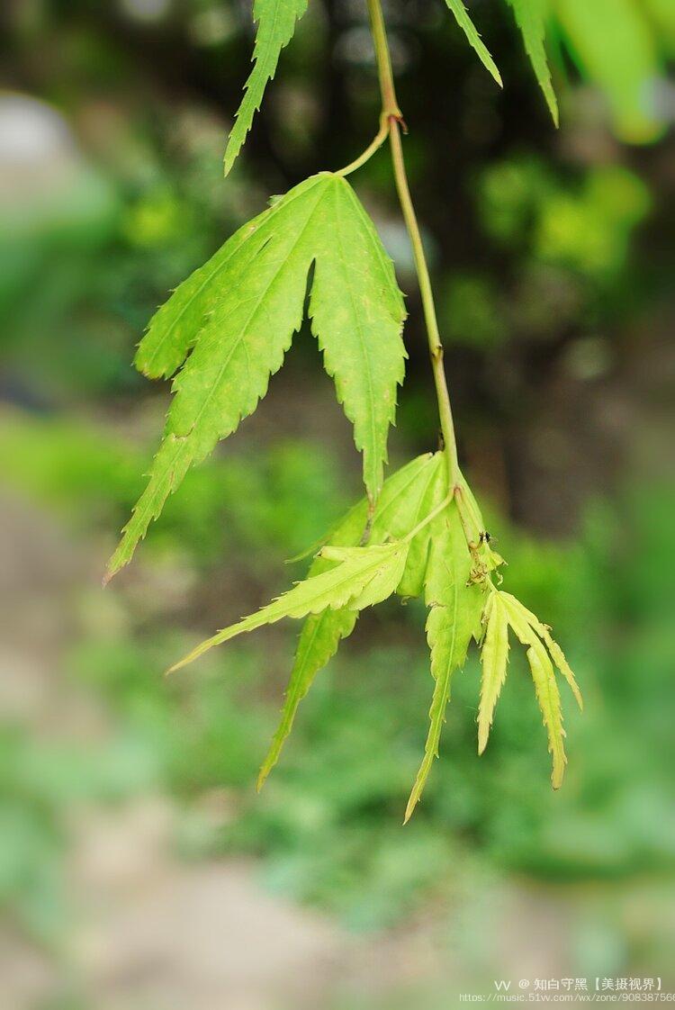 首发鸡爪槭的嫩叶