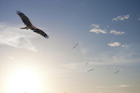 大鹏展翅自由飞翔,展翅飞翔照片
