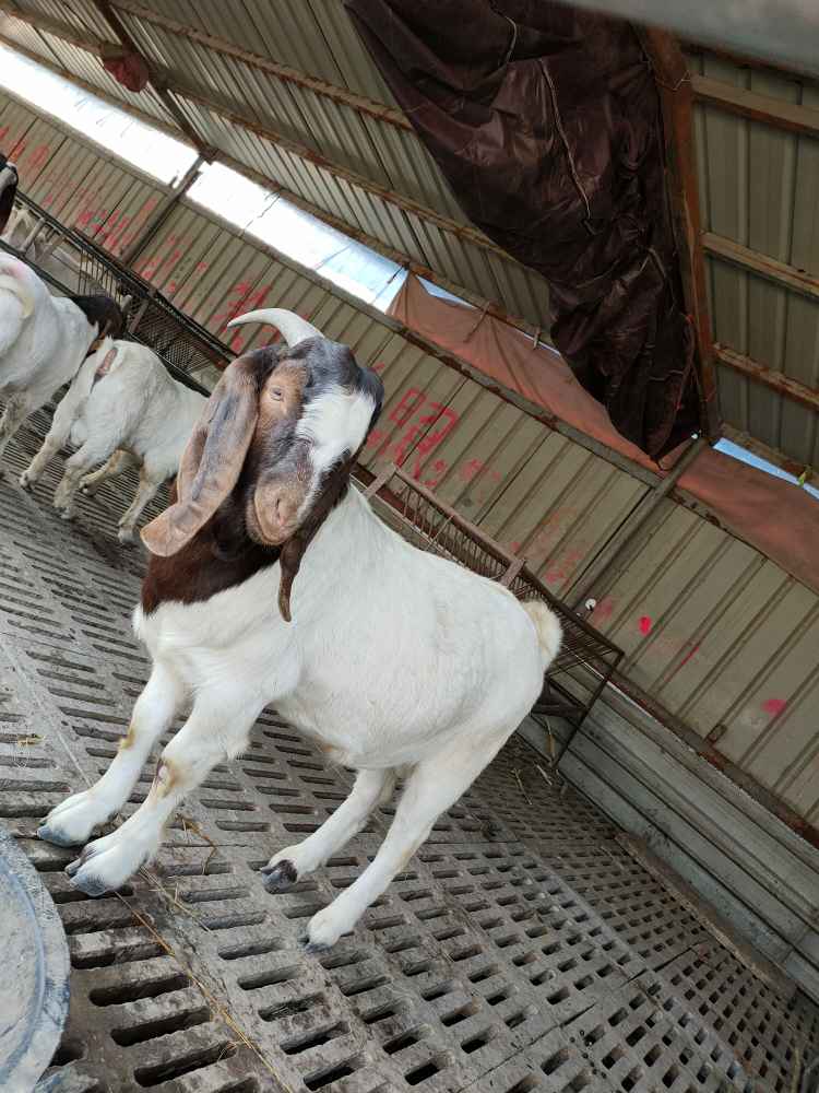 波尔山羊,红头大耳朵扇,双肌双背,贴身短毛,前腿宽阔,膘肥体壮,吃口好