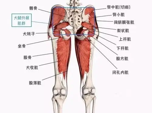 1.目标肌肉:大腿外展肌群. 2.训练目的:增加目标肌肉的力量与耐力. 3.