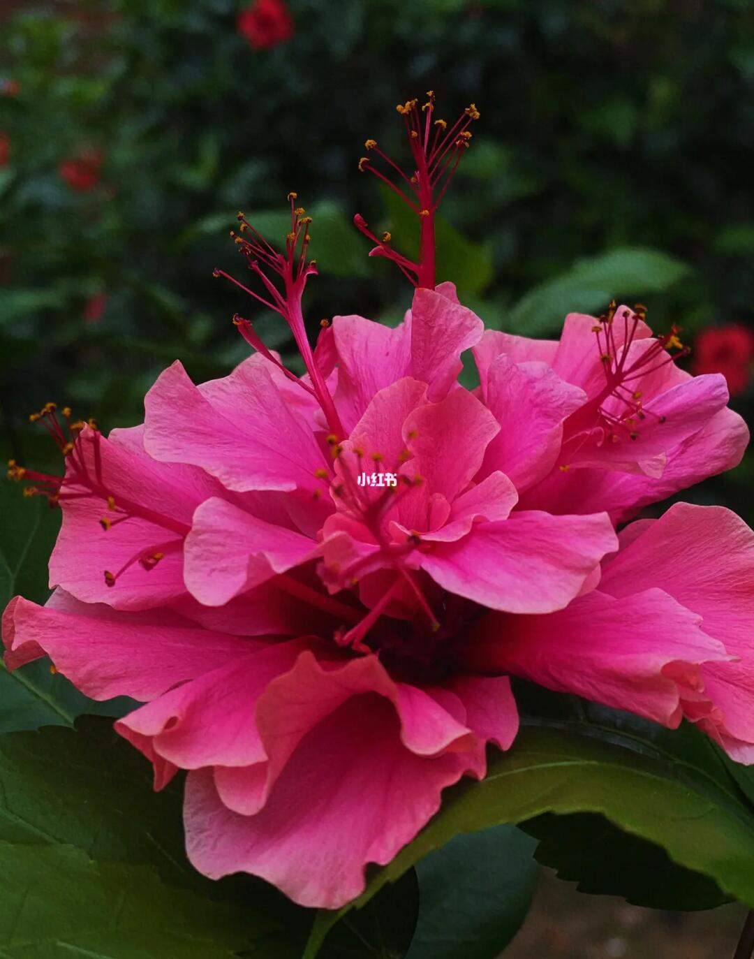 朱槿花,重瓣朱槿,正是盛放时期