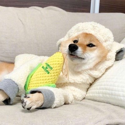 可爱狗狗头像呆萌