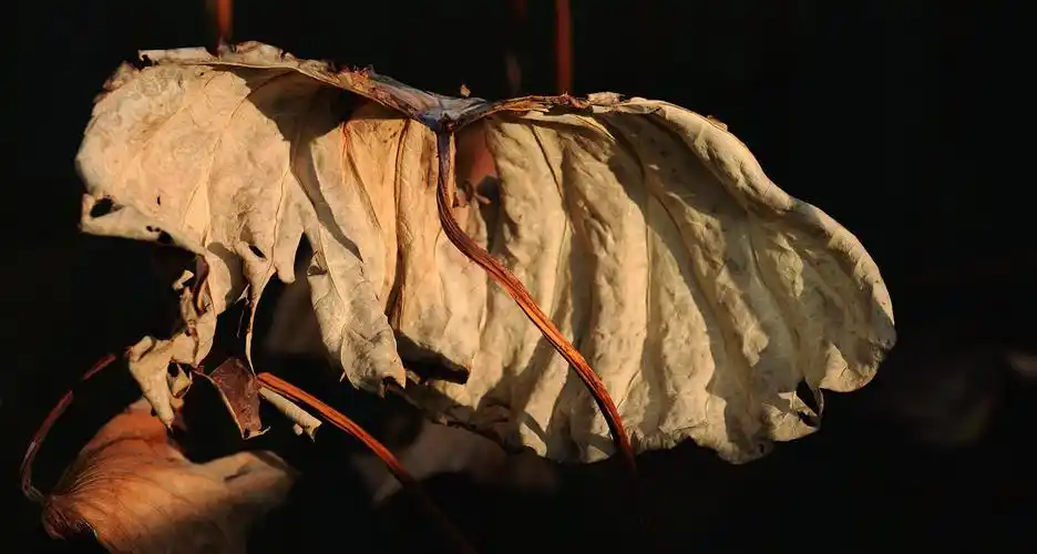 【原创】残缺,也是一种美. - 叶康的日志 - 网易博客