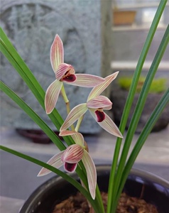 莲瓣兰:如意红舌(吉祥)花期12月份到3月份