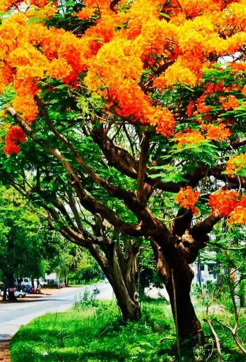 木棉与橡树对话