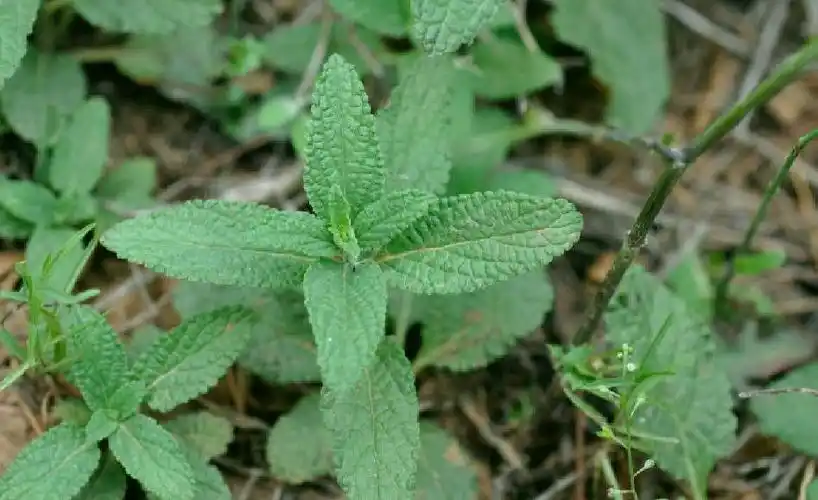 中药墨旱莲功效与作用消肿止痛治疗感冒疗效好