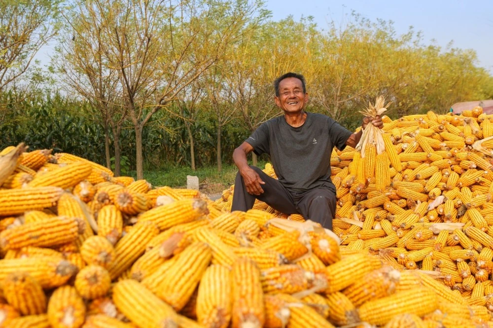 玉米飘香丰收景颗粒归仓秋收忙